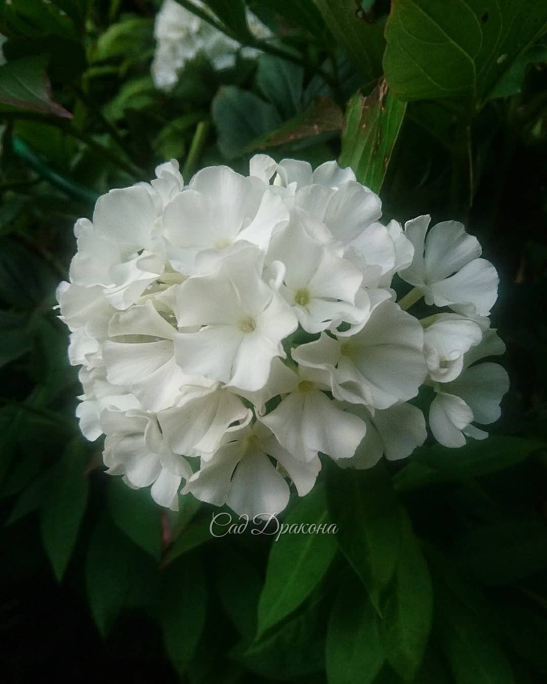 Белый сад - цветут гортензии, флоксы и лилия 💐💐💐🌿💚 Вторая и третья - White Lady и Great Star 🌟 - мои любимицы 💚😊 Набирают бутоны осенние астры и анемоны 🌼