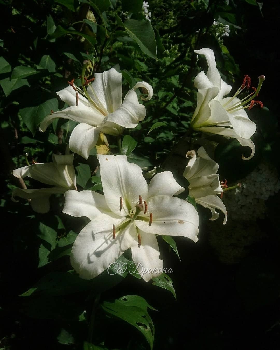 Белый сад - цветут гортензии, флоксы и лилия 💐💐💐🌿💚 Вторая и третья - White Lady и Great Star 🌟 - мои любимицы 💚😊 Набирают бутоны осенние астры и анемоны 🌼
