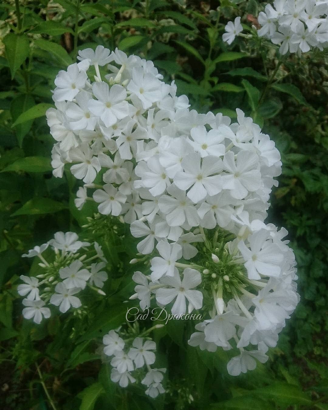 Белый сад - цветут гортензии, флоксы и лилия 💐💐💐🌿💚 Вторая и третья - White Lady и Great Star 🌟 - мои любимицы 💚😊 Набирают бутоны осенние астры и анемоны 🌼