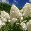 Белый сад - цветут гортензии, флоксы и лилия 💐💐💐🌿💚 Вторая и третья - White Lady и Great Star 🌟 - мои любимицы 💚😊 Набирают бутоны осенние астры и анемоны 🌼