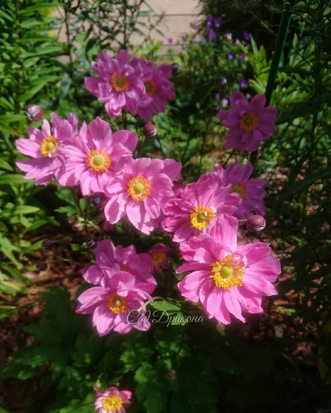 Зацвели розовые осенние анемоны - высокая Bressingham Glow, и компактная Pretty Lady Emily 🌸🌿🌸🌿🌸🌿 наверное, анемоны - самые очаровательные цветы конца лета и осени... 🤗💓