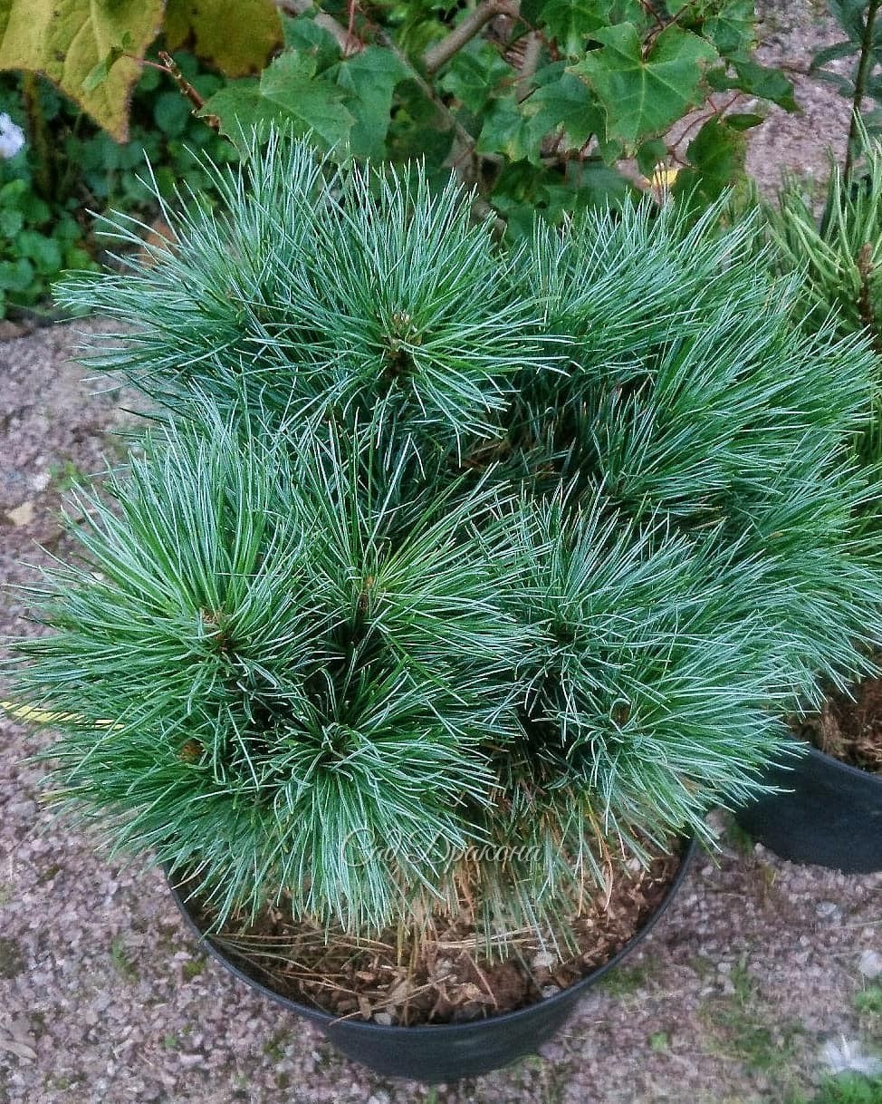 Подарочки 🎁 🌾🌲🍁😄 Не могу удержаться, похвастаюсь 😁 На ВДНХ мы зашли повидать давних друзей - Юру и Аллу Баженовых Они участвовали в цветочной выставке и подарили мне этот переливчатый злак - Схизахириум "Хамелеон" 💫❤ Ну, и, конечно, Женя купил для меня не
