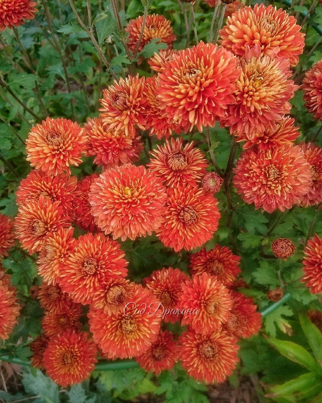 Такие прекрасные... осенние уже цветы 🌻 1-2 хризантема "Давине", 3-хризантема "Терракота", 4-безвременник Princess Astrid 🌸