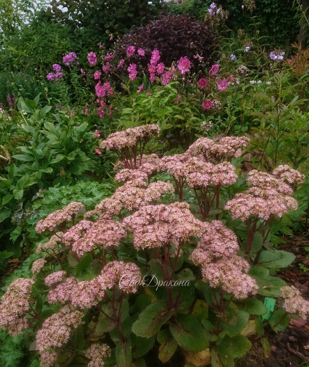Седум "Матрона" в нижнем саду сейчас просто король! 👑 Или королева? 😉😁🌼🍀