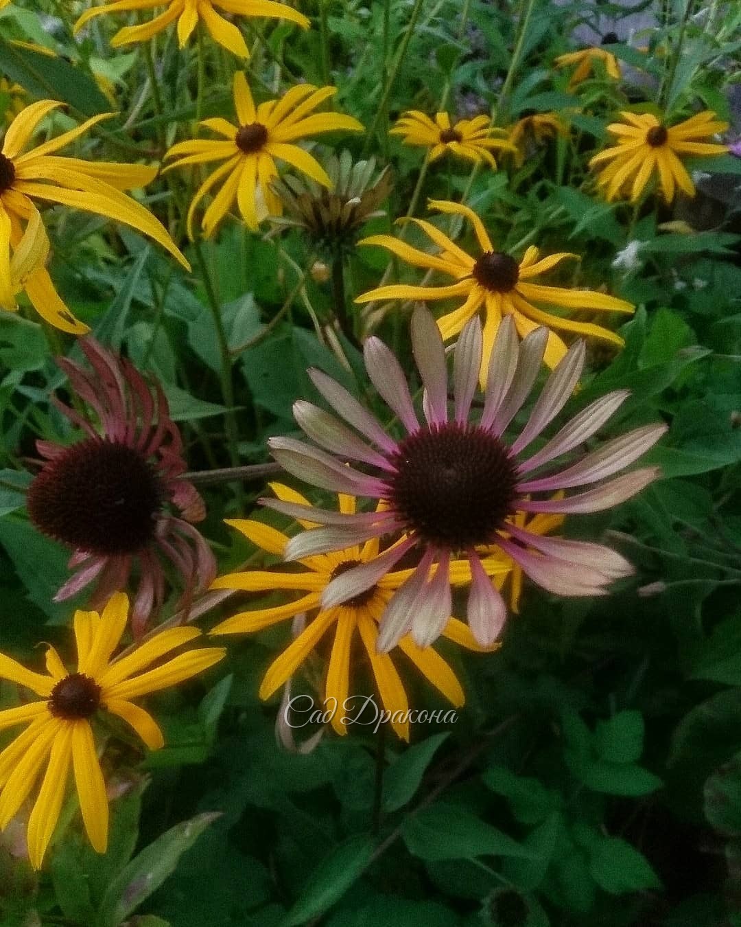Нижний сад в ярких осенних красках 🌻🌸💮