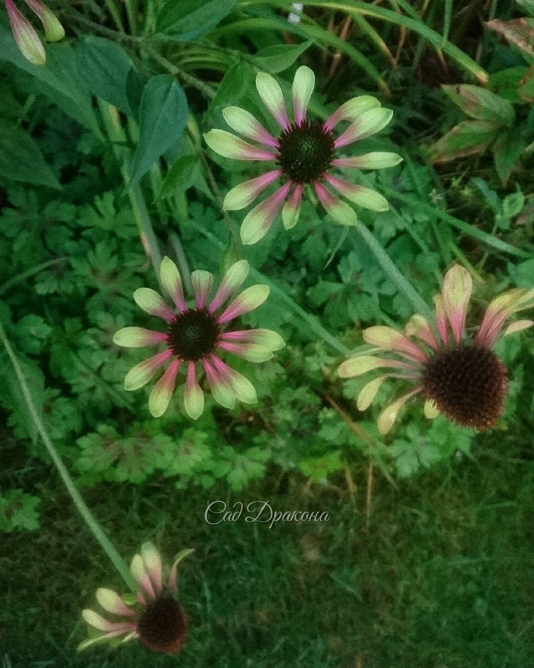 Нижний сад в ярких осенних красках 🌻🌸💮