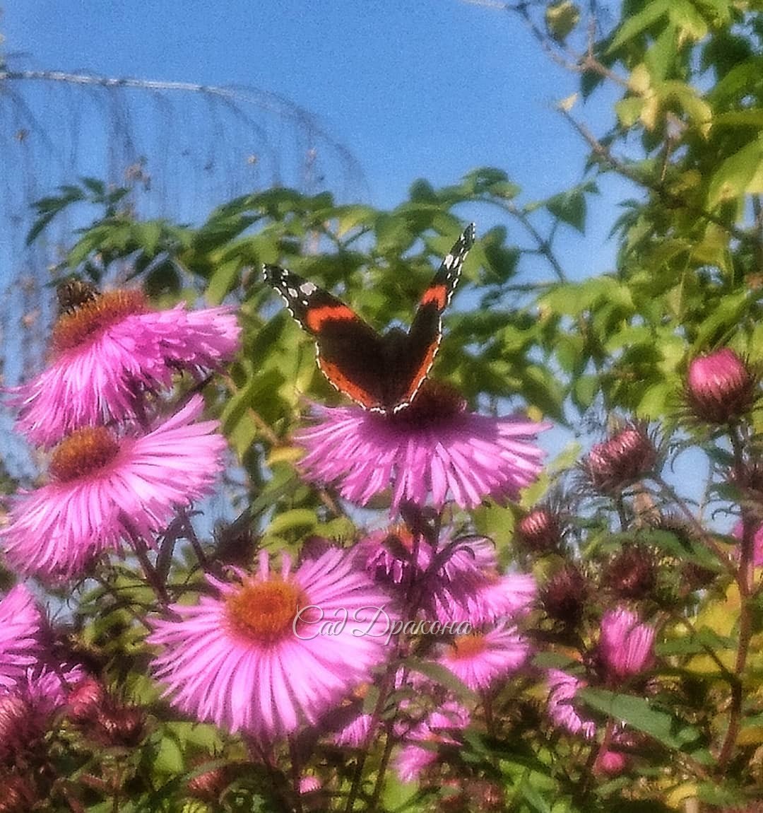 Результат моей вчерашней охоты за этим прекрасным созданием 🦋 😄 Астра выше меня, цветы над головой 🌼 на склоне, стульчик не поставишь 🤗 Вот и бегала с телефоном на вытянутых руках, не видя экрана, надеясь, что он попадёт в объектив 😁 Только прицелюсь - он