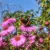 Результат моей вчерашней охоты за этим прекрасным созданием 🦋 😄 Астра выше меня, цветы над головой 🌼 на склоне, стульчик не поставишь 🤗 Вот и бегала с телефоном на вытянутых руках, не видя экрана, надеясь, что он попадёт в объектив 😁 Только прицелюсь - он