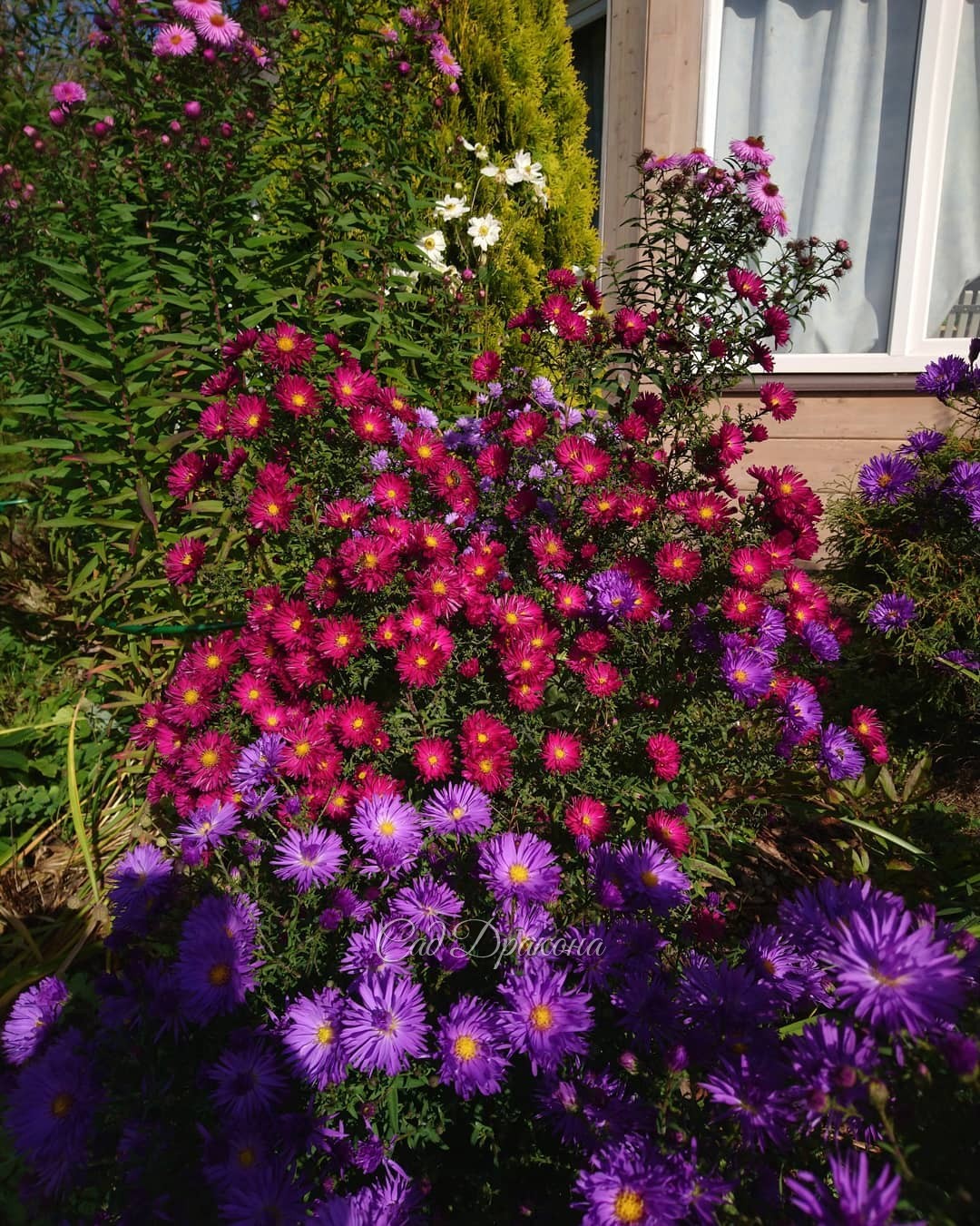 Астры сегодня неотразимы! 🌸