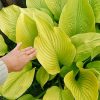 5 интересных, заметных в саду крупных хост) Размер L-XL Фото в карусели ▶️▶️▶️
