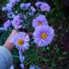 Голубой и синий в саду - виды и сорта, которые редко показываем : 💙