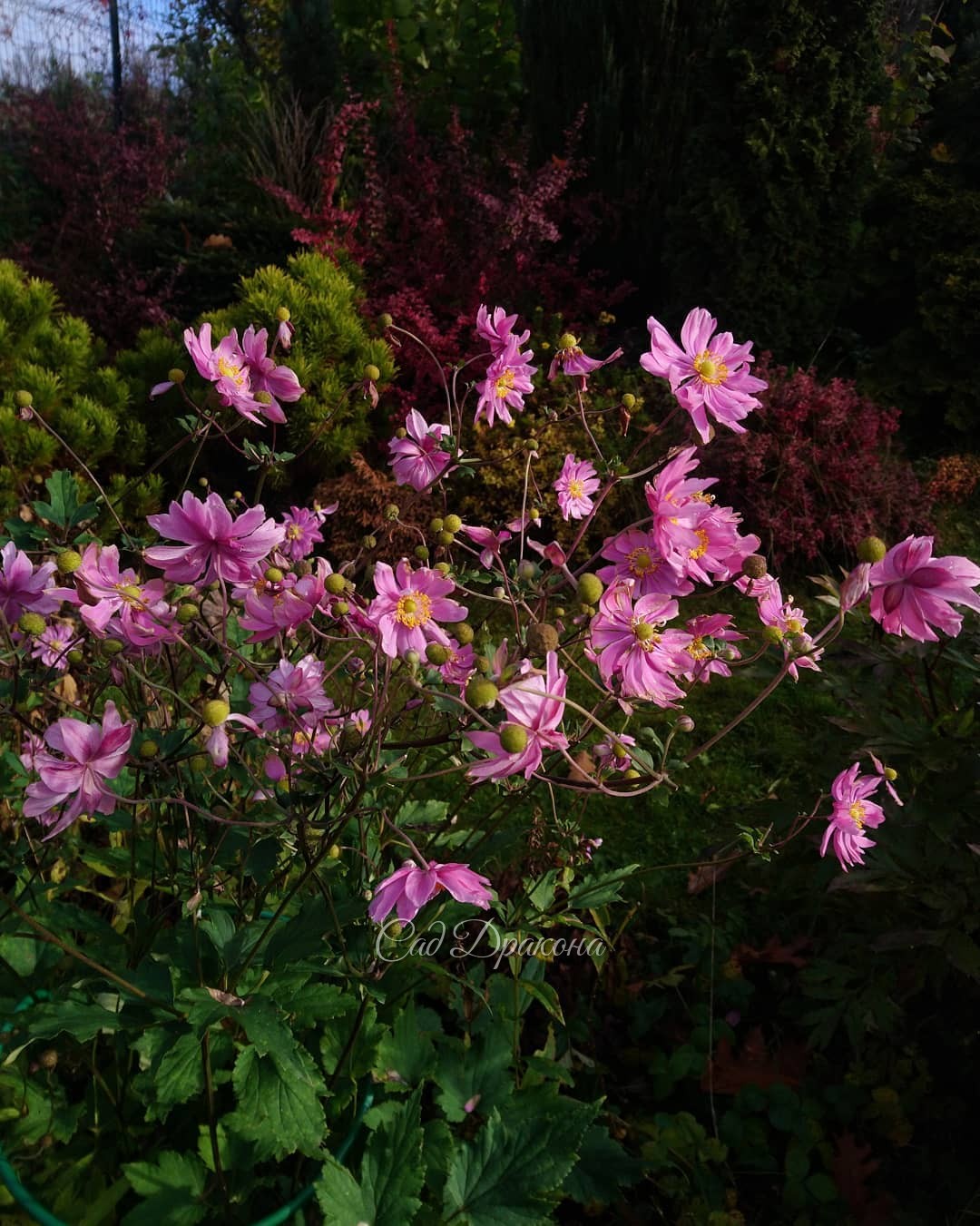 Анемона Bressingham Glow сегодня - и две недели назад (фото 2) 🌸 🌸 Цветочков, конечно, стало меньше, но радость не убывает, а цветёт она с августа! 😄💞💫Любимые, изящные осенние цветы, все сорта хороши - и белые, и розовые 🌸