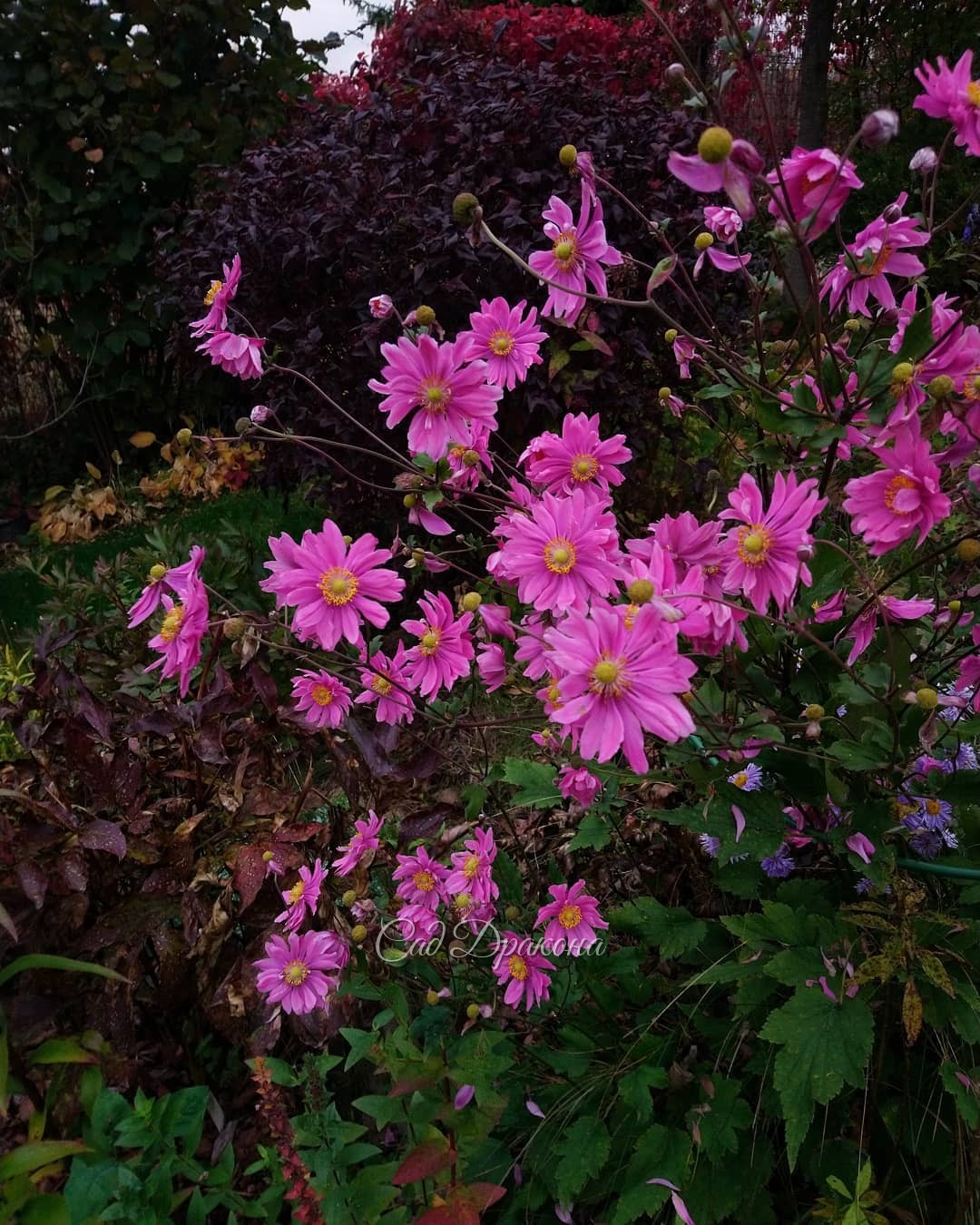 Анемона Bressingham Glow сегодня - и две недели назад (фото 2) 🌸 🌸 Цветочков, конечно, стало меньше, но радость не убывает, а цветёт она с августа! 😄💞💫Любимые, изящные осенние цветы, все сорта хороши - и белые, и розовые 🌸