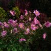 Анемона Bressingham Glow сегодня - и две недели назад (фото 2) 🌸 🌸 Цветочков, конечно, стало меньше, но радость не убывает, а цветёт она с августа! 😄💞💫Любимые, изящные осенние цветы, все сорта хороши - и белые, и розовые 🌸