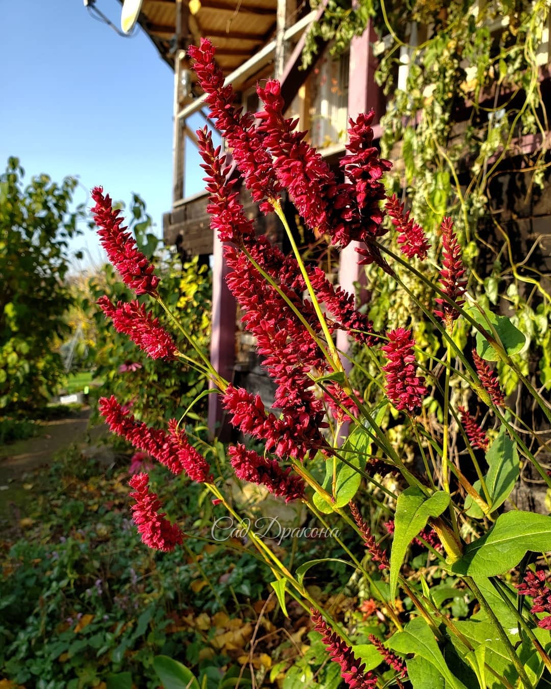 Горец у крыльца пару дней назад 🌸