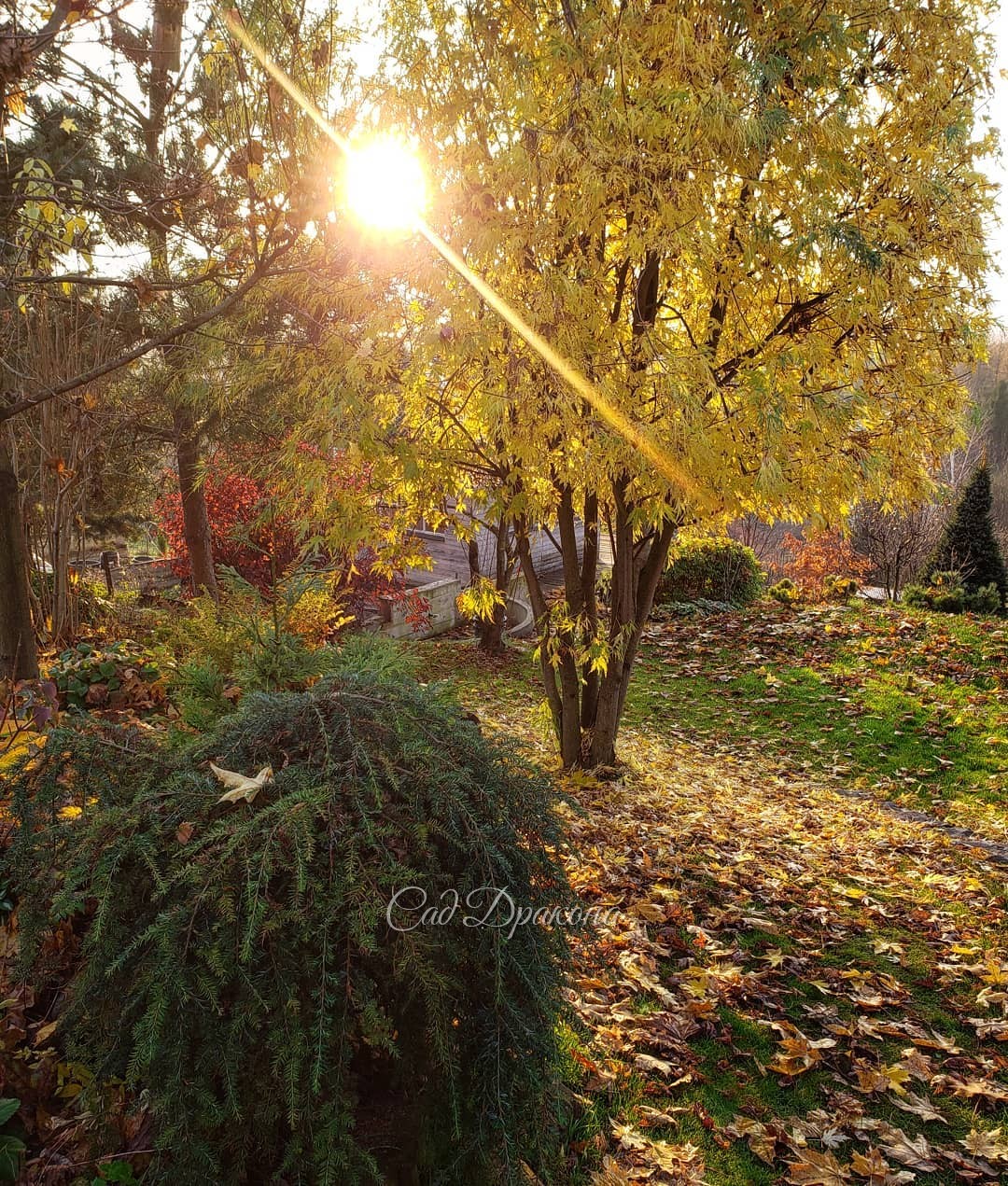 Ненадолго под вечер выглянуло солнце ☀️ И сразу всё преобразилось...🍁🍂 Завтра праздник - хорошего всем отдыха! 💕😊