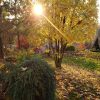 Ненадолго под вечер выглянуло солнце ☀️ И сразу всё преобразилось...🍁🍂 Завтра праздник - хорошего всем отдыха! 💕😊