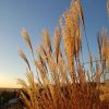 Мискантус Warlaufer на закате 🌾🌾💙