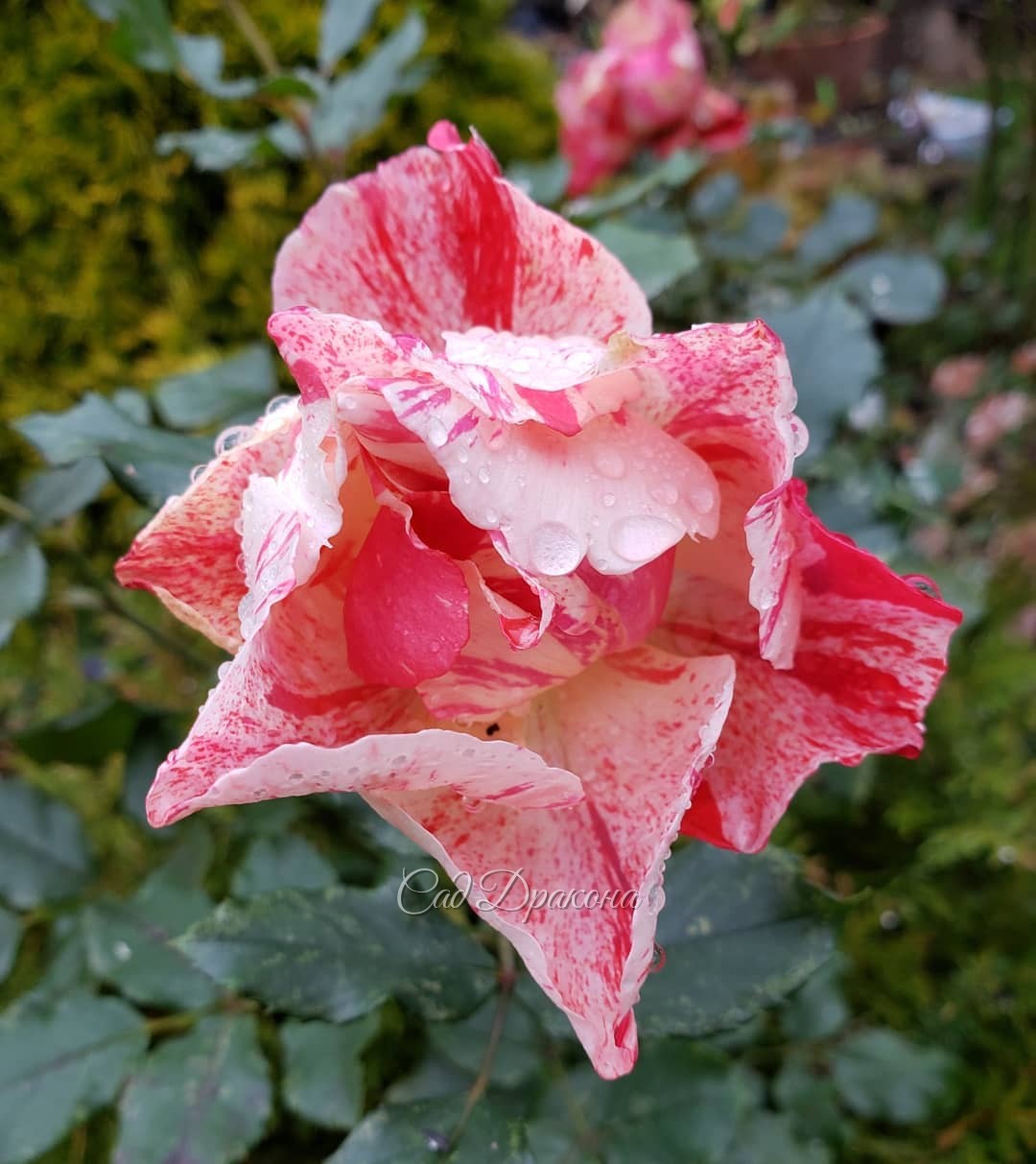 Цветы ноября... 🌸🌼🌹 Сегодня ночью обещают мороз, и вся эта красота исчезнет 🥀 🥀🥀 Астра Constance на первом фото может переносить небольшие морозы - её бутоны распускаются и после заморозков, если потеплеет 🌸☀️ Но, похоже, не в этом году... До свидания, цв