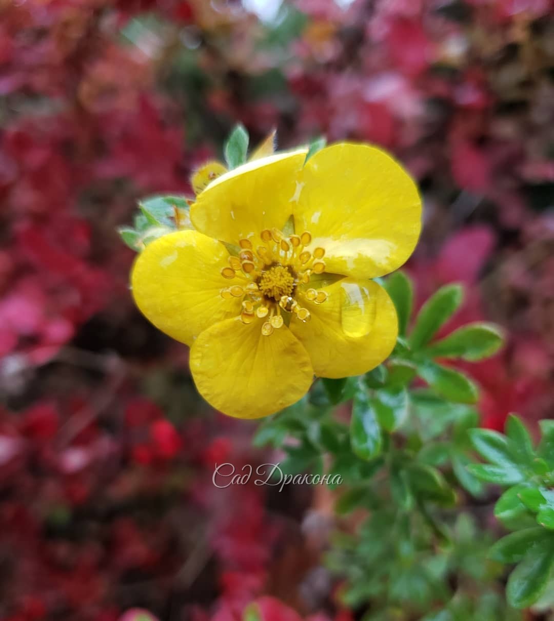 Цветы ноября... 🌸🌼🌹 Сегодня ночью обещают мороз, и вся эта красота исчезнет 🥀 🥀🥀 Астра Constance на первом фото может переносить небольшие морозы - её бутоны распускаются и после заморозков, если потеплеет 🌸☀️ Но, похоже, не в этом году... До свидания, цв