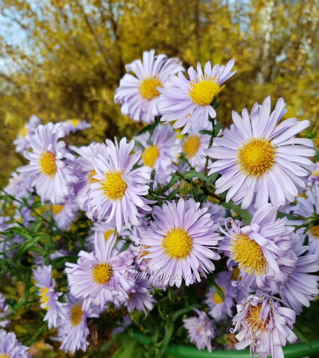 Цветы ноября... 🌸🌼🌹 Сегодня ночью обещают мороз, и вся эта красота исчезнет 🥀 🥀🥀 Астра Constance на первом фото может переносить небольшие морозы - её бутоны распускаются и после заморозков, если потеплеет 🌸☀️ Но, похоже, не в этом году... До свидания, цв