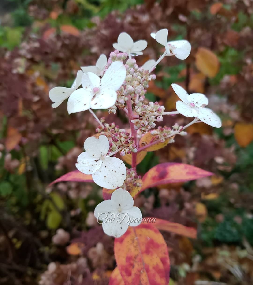 Цветы ноября... 🌸🌼🌹 Сегодня ночью обещают мороз, и вся эта красота исчезнет 🥀 🥀🥀 Астра Constance на первом фото может переносить небольшие морозы - её бутоны распускаются и после заморозков, если потеплеет 🌸☀️ Но, похоже, не в этом году... До свидания, цв