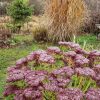Сегодня пасмурный день, краски глуше. И кроме замороженных седумов разных сортов уже больше ничего не цветёт 🌸❄ Интересно, что у сорта "Шоколад" в инее только одно соцветие :)