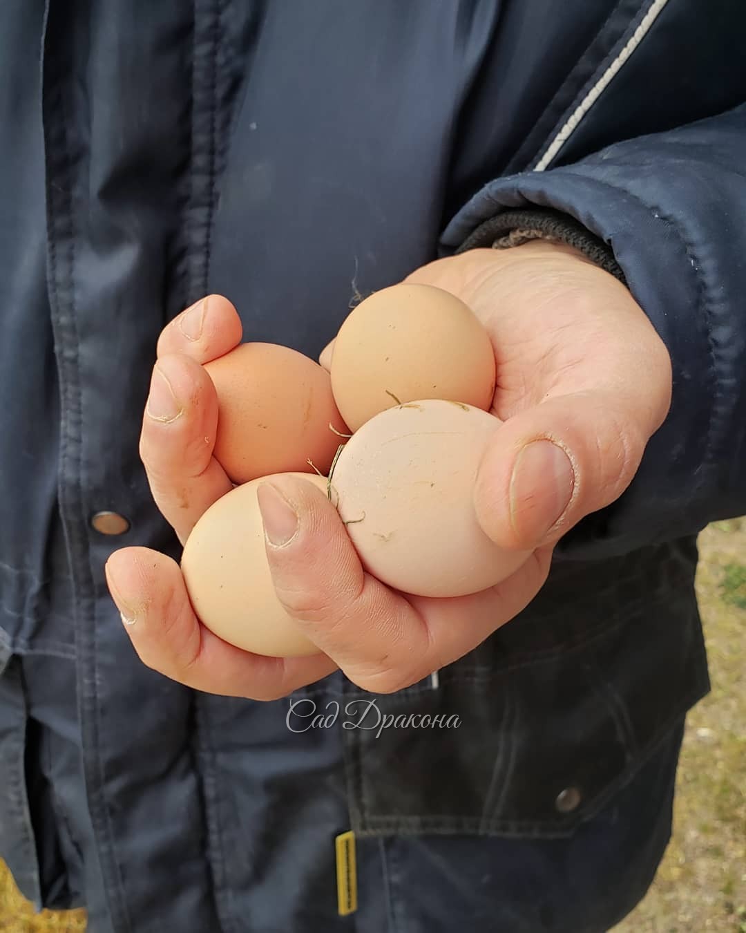 У нас радость! Начали нестись молодые курочки 🐓🐓🐓 После того, как Женя увеличил им световой день до 16 часов (так положено для этой породы) А я неделю как кормлю их пророщенной пшеницей 🌾🌾🌾 Наконец-то свои яйца! 🍳😋