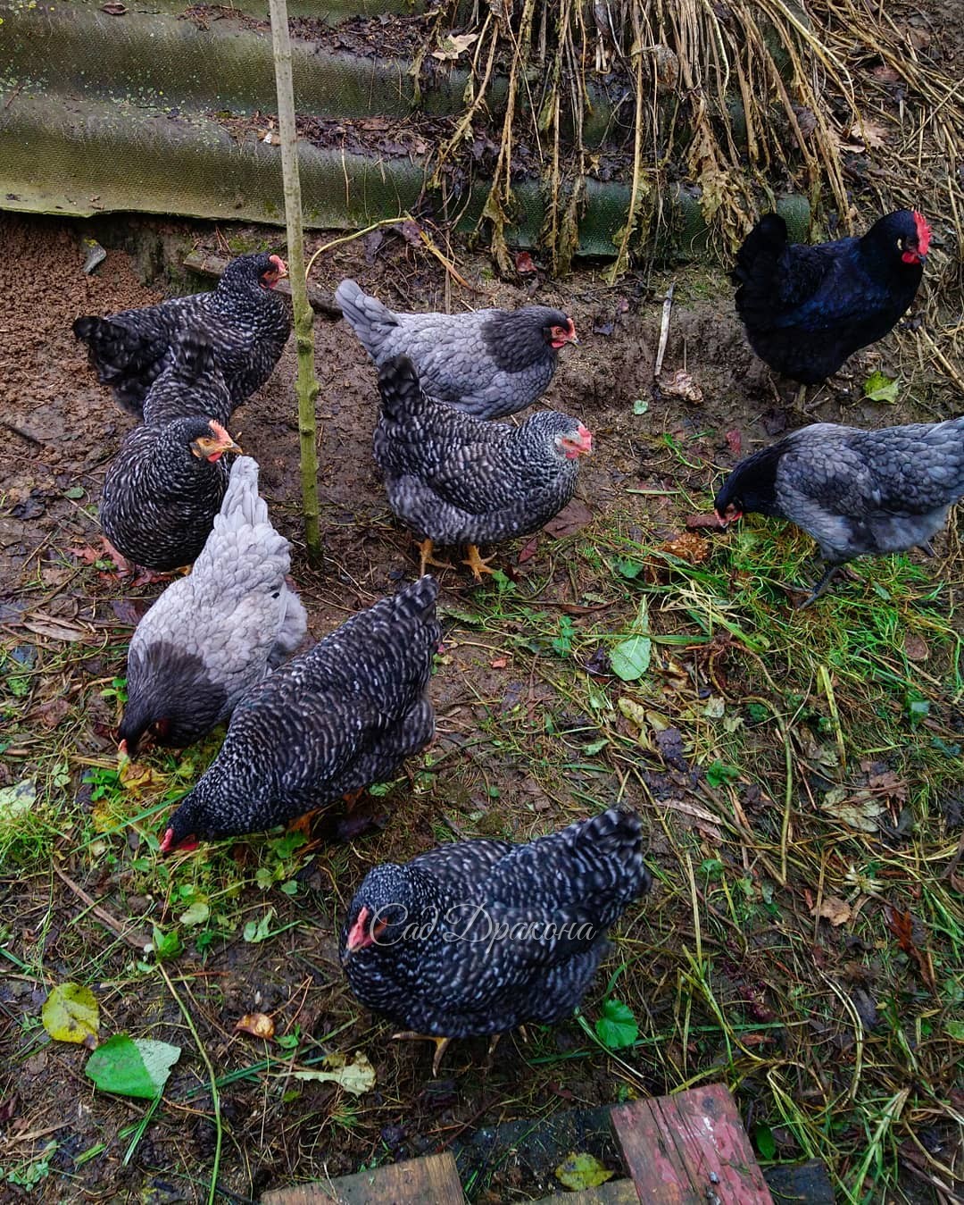 У нас радость! Начали нестись молодые курочки 🐓🐓🐓 После того, как Женя увеличил им световой день до 16 часов (так положено для этой породы) А я неделю как кормлю их пророщенной пшеницей 🌾🌾🌾 Наконец-то свои яйца! 🍳😋