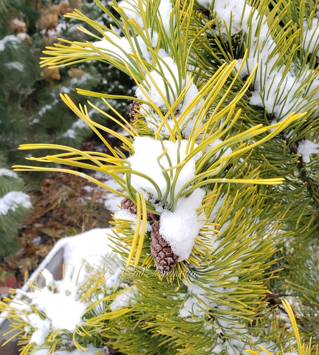 Ёжики :) 💛❄ Желтеющие на зиму сосны - это каждый раз удивительный подарок осени🍂 Будто солнце запуталось в хвоинках ☀️ и осталось в колючем плену до весны )💧 Особенно мило они выглядят в снегу ❄ Самая яркая (1) - сосна скрученная Chief Joseph, и высокая G