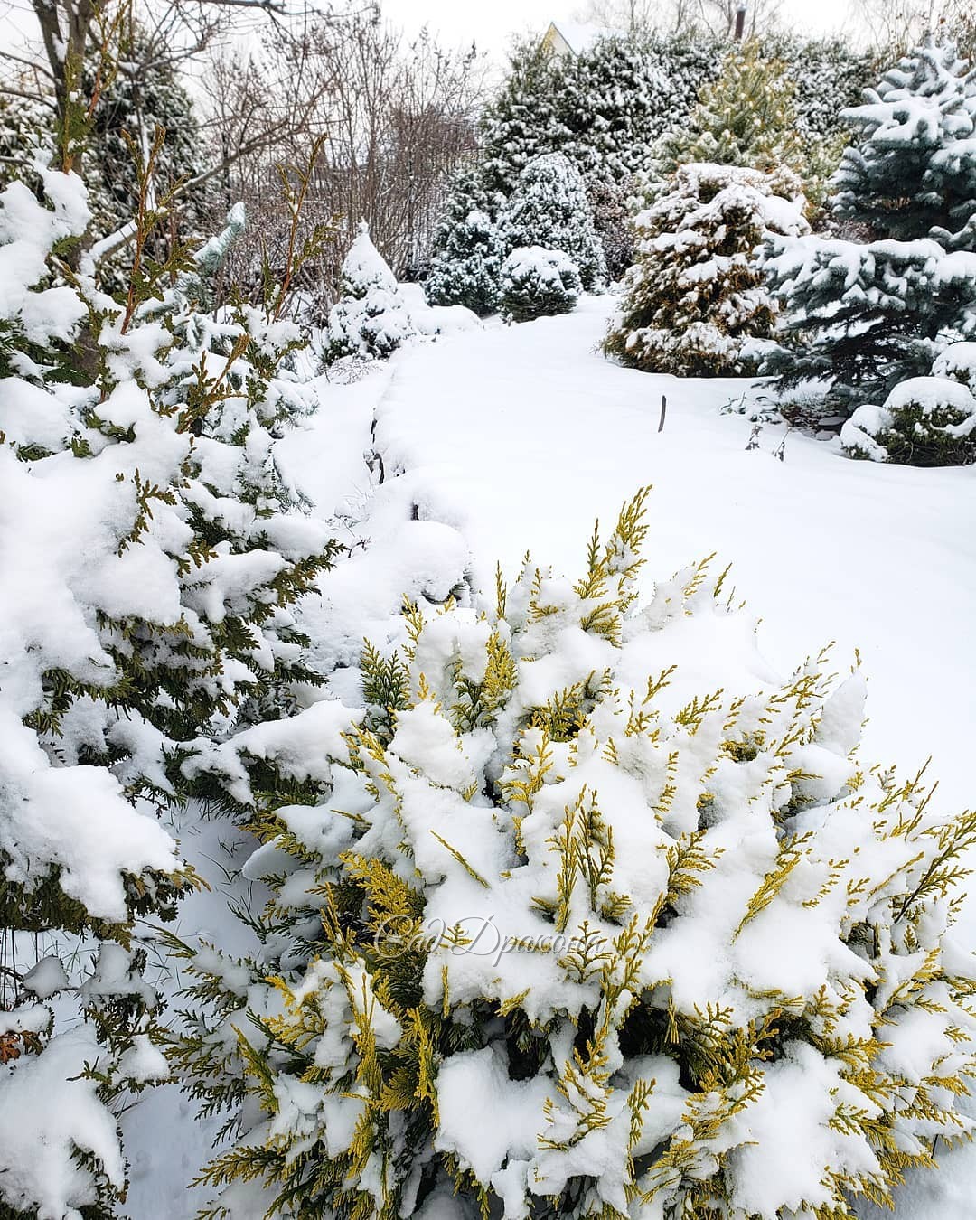 После снегопада 🌨️❄️❄️❄️ Приятно, что даже под снегом оттенки хвойных читаются, и в саду остаются цвета 💛 💚 💙🌲🍂