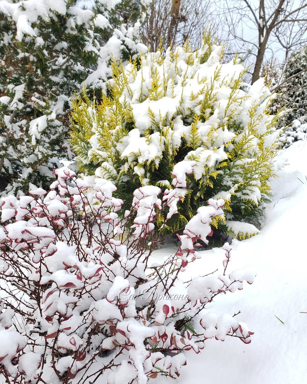 После снегопада 🌨️❄️❄️❄️ Приятно, что даже под снегом оттенки хвойных читаются, и в саду остаются цвета 💛 💚 💙🌲🍂