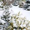 После снегопада 🌨️❄️❄️❄️ Приятно, что даже под снегом оттенки хвойных читаются, и в саду остаются цвета 💛 💚 💙🌲🍂