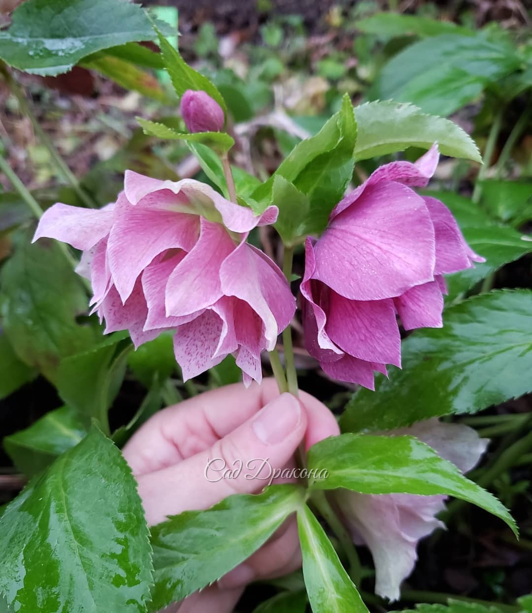 Сегодня новое чудо - оказалось, что цветёт морозник восточной Rock-n -Rolll 🌸🌸🌸 3 цветка, все разного цвета, а весной были более насыщенные ❤️ И 3 листика лезут! Бледненькие такие) Всем не хватает света... ☀️