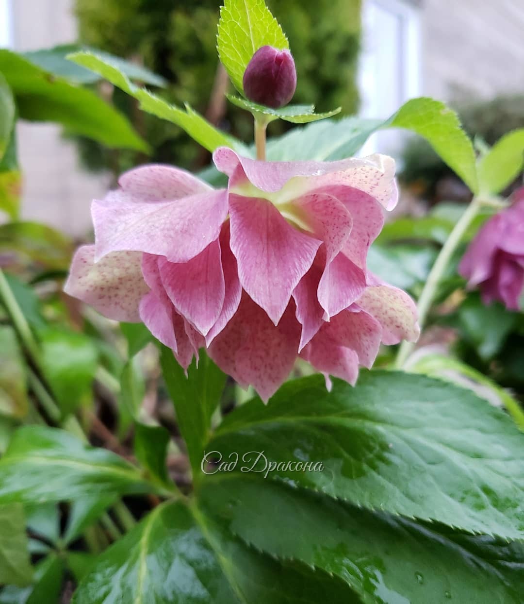 Сегодня новое чудо - оказалось, что цветёт морозник восточной Rock-n -Rolll 🌸🌸🌸 3 цветка, все разного цвета, а весной были более насыщенные ❤️ И 3 листика лезут! Бледненькие такие) Всем не хватает света... ☀️