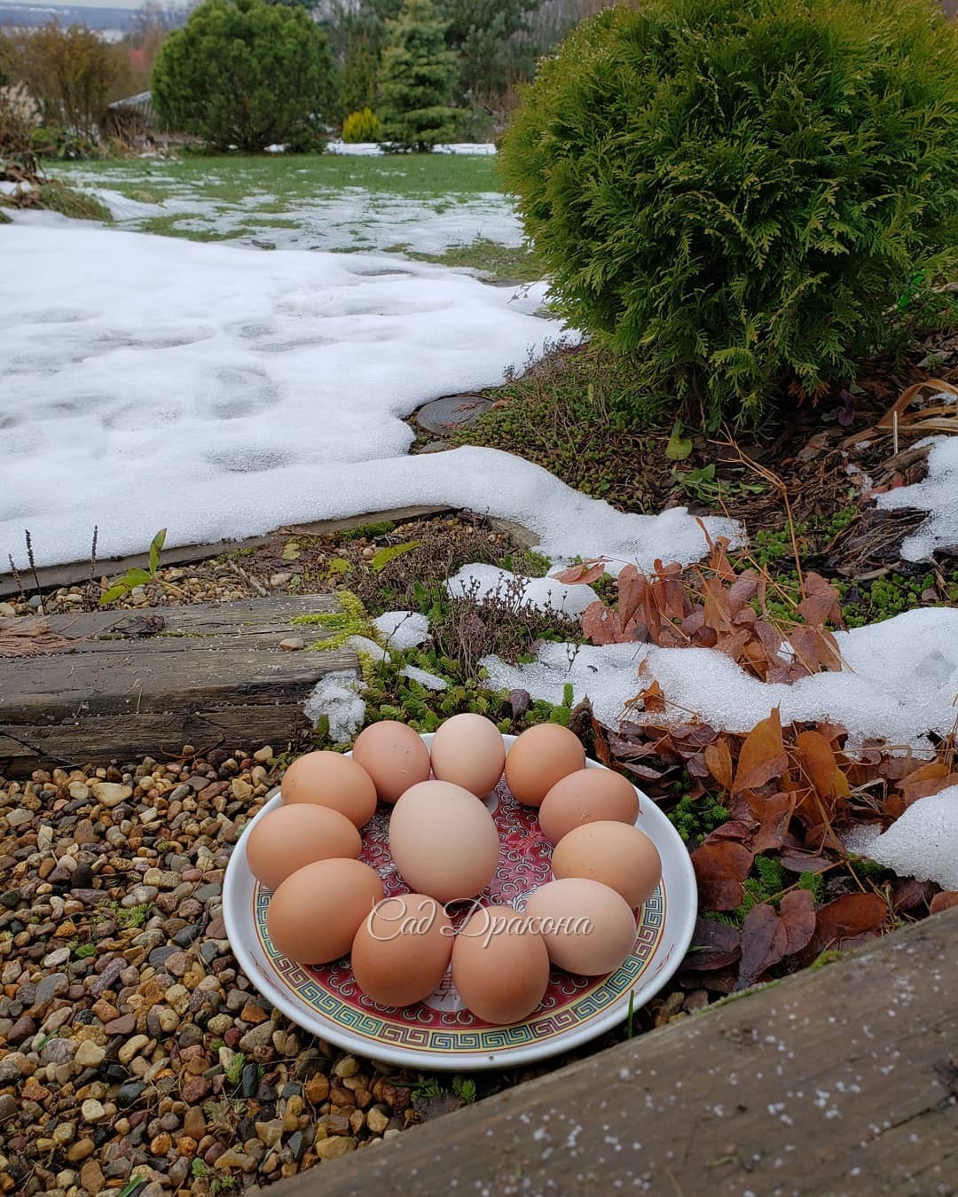 Не все знают, что первые яички 🥚 у молодых несушек 🐓 маленькие, а через несколько дней достигают нормального размера :) 🥚🥚 Маленькие считаются особенно полезными) 👌