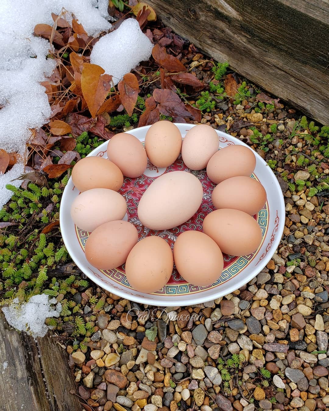 Не все знают, что первые яички 🥚 у молодых несушек 🐓 маленькие, а через несколько дней достигают нормального размера :) 🥚🥚 Маленькие считаются особенно полезными) 👌