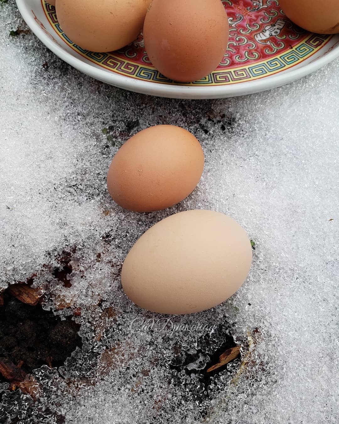 Не все знают, что первые яички 🥚 у молодых несушек 🐓 маленькие, а через несколько дней достигают нормального размера :) 🥚🥚 Маленькие считаются особенно полезными) 👌