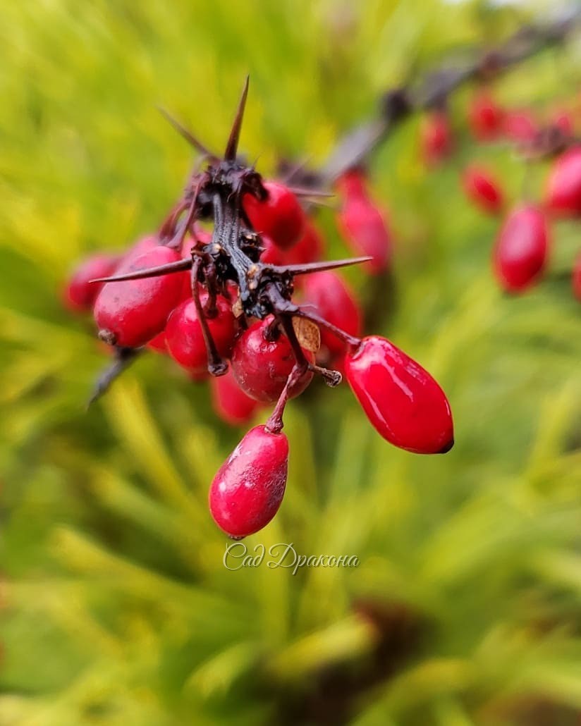Даже в такой пасмурный день можно найти что-то яркое в саду 🍒🌲💛❤️ Барбарис Тунберга Golden Ring и сосна горная Zundert создают весёленький контраст у лестницы нижнего сада. На заднем плане ель обыкновенная Nidiformis 💚 Огромная уже подушка! 😍