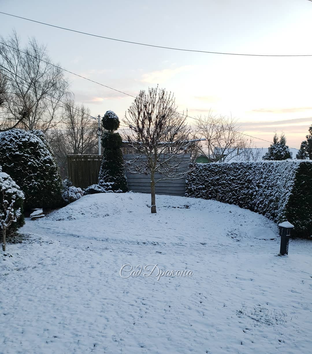 Вчера попросила Женю постоять возле живой изгороди для масштаба. 🌲 А то она кажется маленькой на 2м фото ➡️ И поняла, что снимать Женю так же сложно, как Персика)) 😽 На первом снимке он смотрел в телефон 📱 Потом моргнул - камера тут же доложила: "объект з