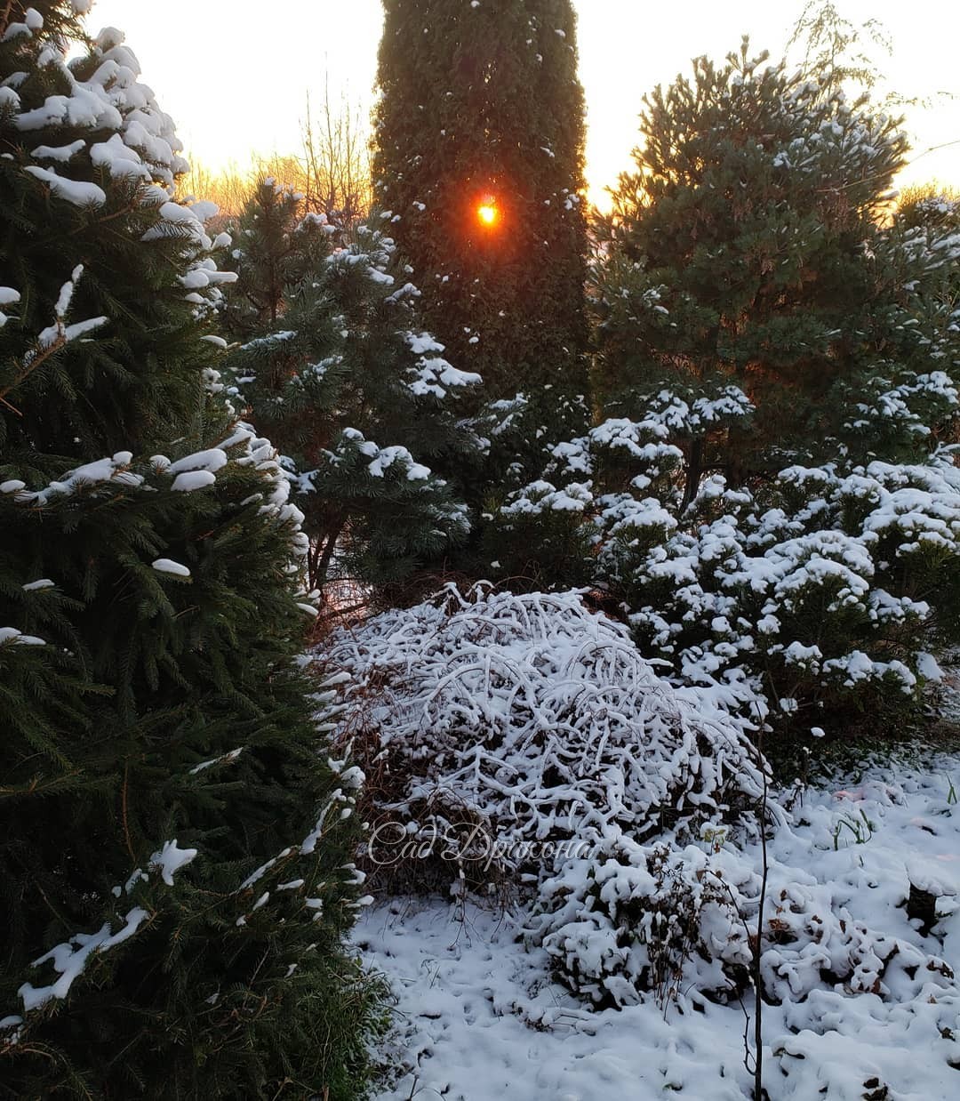 Туя "поймала" заходящее солнце 🌲☀️ Дни всё короче...