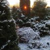Туя "поймала" заходящее солнце 🌲☀️ Дни всё короче...