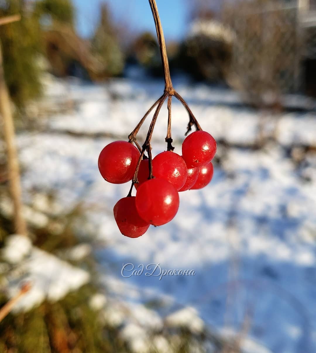 Ягодки 🍒 Калина обыкновенная (Aurea Compacta) - 1, and и Рябина Кёне - 2