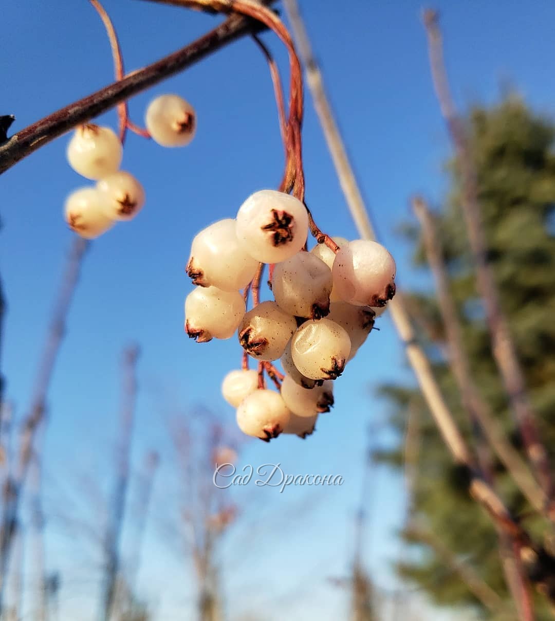 Ягодки 🍒 Калина обыкновенная (Aurea Compacta) - 1, and и Рябина Кёне - 2