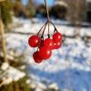 Ягодки 🍒 Калина обыкновенная (Aurea Compacta) - 1, and и Рябина Кёне - 2