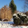 Наш мискантус "Голиаф" (2 метра с лишним) пока стоит. 🌾🌾🌾 Весной надо его немного омолодить - отрубить пару кусков, чтобы ему было куда расти :) 🌱 На дальнем плане сосна веймутова Фастигиата, довольно взрослая уже. Метров 6 в высоту 🌲Снимаю с не совсем об