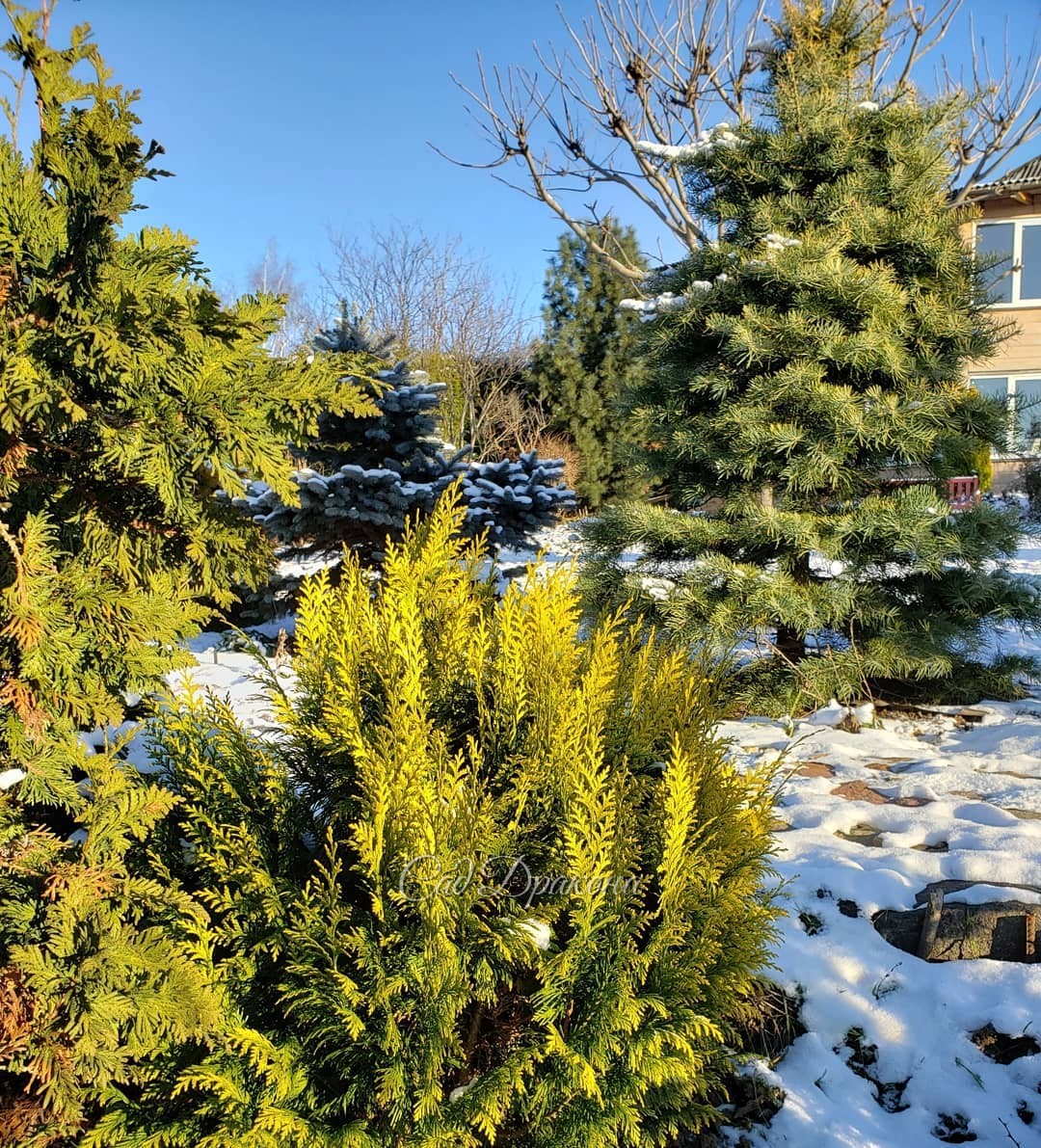 Солнце днём такое ослепительное, не верится, что декабрь! ☀️ ❄️ Сегодня потеплее, - 5° ☀️ 1фото - вид на дом с подпорной стенки, ниже дорожки, 2- с дорожки в сторону площадки "голова Дракона". 🐲 На обоих фото справа от дорожки - пихта одноцветная Aurea 💛 
