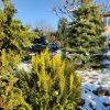 Солнце днём такое ослепительное, не верится, что декабрь! ☀️ ❄️ Сегодня потеплее, - 5° ☀️ 1фото - вид на дом с подпорной стенки, ниже дорожки, 2- с дорожки в сторону площадки "голова Дракона". 🐲 На обоих фото справа от дорожки - пихта одноцветная Aurea 💛 