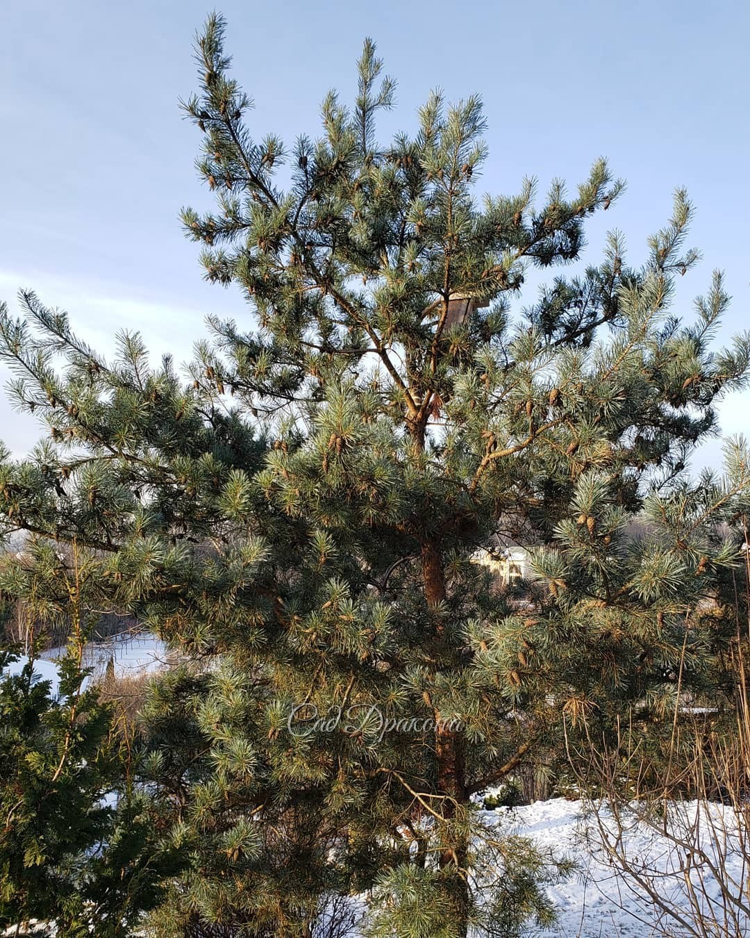 4 дерева 🌳 - сосны обыкновенные в нашем саду. 💚 Зимой есть время сведения о наших хвойных, "разложить по полочкам" и показать отдельно растения разных видов и их сорта. Итак, сосны обыкновенные, от жёлтых до голубоватой 💙 1- TROLLGOLD - с короткими прирос