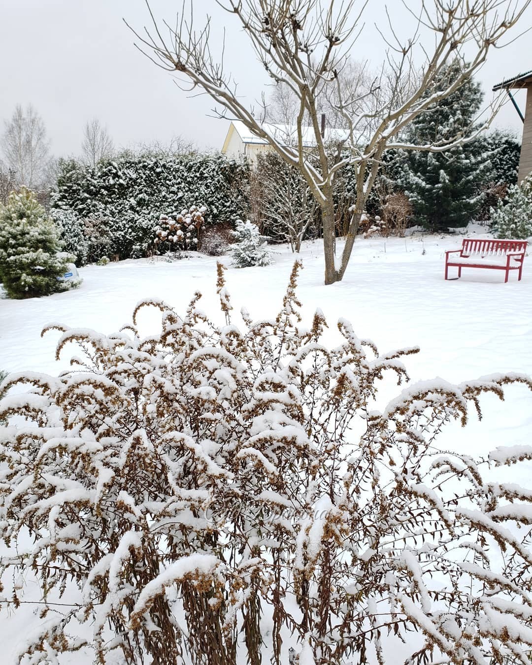 Солидаго (золотарник) Fireworks до сих пор украшает сад. ❄️🌾 Радуюсь, что посадили его на большую поляну в пионовый полукруг :) 🌼 С какой стороны ни посмотри - он хорош! 🌾🌲